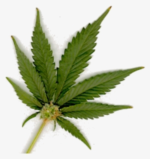 Cannabis Sativa - Png Transparent Marijuana Leaf - Free Transparent PNG ...