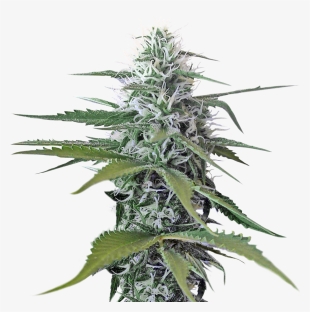 Weed.png #522103 Weed.png #522103