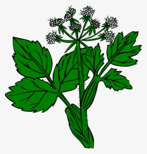 Weed Clipart Wild Plant - Ageratina Altissima Png #522176 Weed Clipart Wild Plant - Ageratina Altissima Png #522176