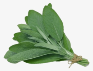 Sage - Herb Sage #522272