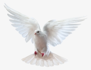 "there's A Dove From Above To Deliver All My Love" - Pomba Branca Voando Gif #525277