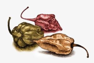 Peppers #525653