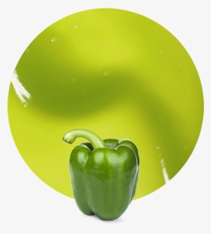 Green Pepper - Puree - Green Bell Pepper #526445
