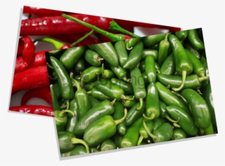 Contact Us - - Bird's Eye Chili #526960