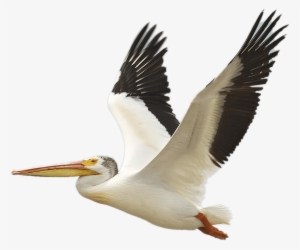 Flying White Pelican - Pelican #528858