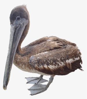 Pelican Png #528897