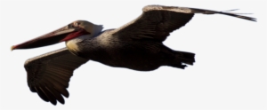 Pelican Png - Pelican #528943