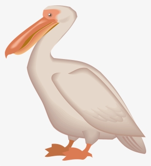 Pelican Png - Пеликан Png #529106