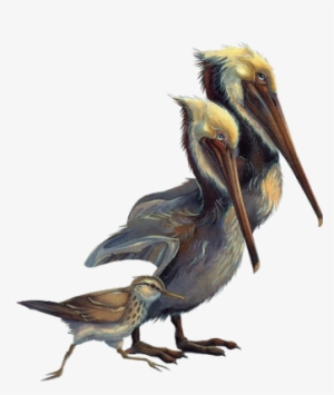 Bd-74 - Portable Network Graphics #529238