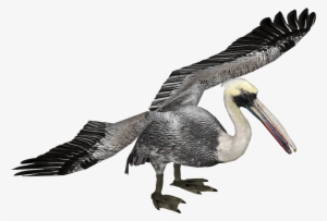 Peruvian Pelican 2 - Wiki #529282