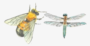 Drawing - Net-winged Insects #529287