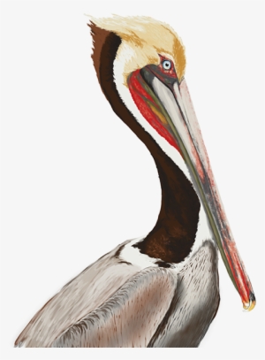 Brown Pelican, Photoshop Painting - Brown Pelican #529416
