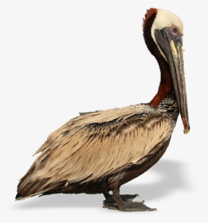 Pelican Bay State Prison #529431