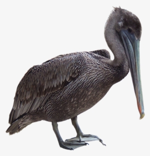 A Gray Pelican With Long Beak Who Can Tell You About - Brown Pelican #529476