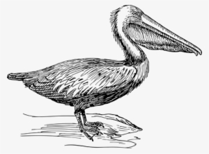 Bird Mammal Pelican Water Waterbird Pelica - Brown Pelican Clipart Black And White #529563
