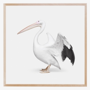 Gallery Mid Gallery Mid - East Urban Home 'african Pelican Ii' Photographic Print #529779