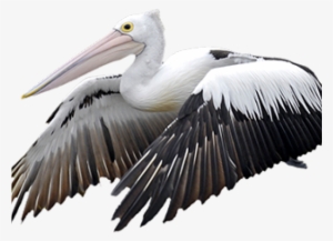 Portable Network Graphics #529797