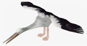 Australian Pelicandd - White Stork #529908