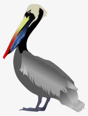 Peruvian Pelican Pictures Png Images - Peruvian Pelican #529952