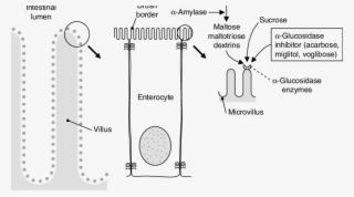 Α Glucosidase Inhibitors Competitively Inhibit The - Alpha Glucosidase Inhibitors Acarbose And Miglitol #5200756