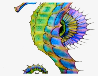 Seahorse Png Transparent Images - Seahorse Drawing #5200872
