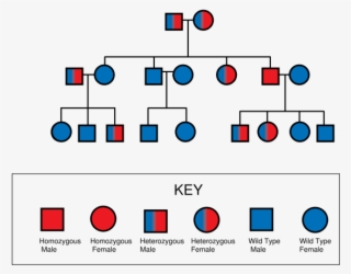 Pedigree Chart For Thalassemia #5204423
