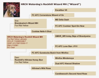 Certificate Of Pedigree - Galgo Español #5205504