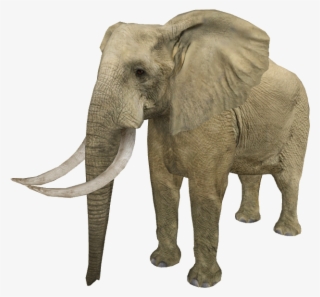 Desert Elephant - Zt2 Elephant #5207465