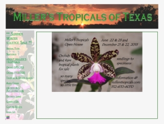 Millers Tropicals Competitors, Revenue And Employees - Toad Lily #5207520