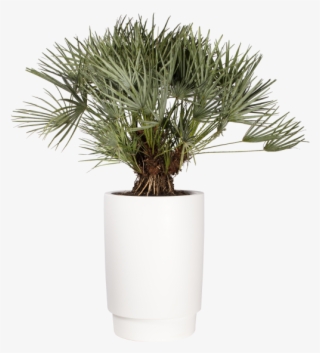 Home > Collection > Pure Grade High - Elho Vaso Pure Grade High 47 Bianco - Elho #5207633