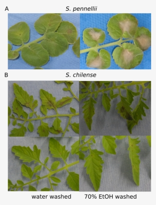 Surface Sterilisation - Slippery Elm #5207948