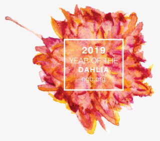 Year Of The Dahlia - Daisy Family #5209127