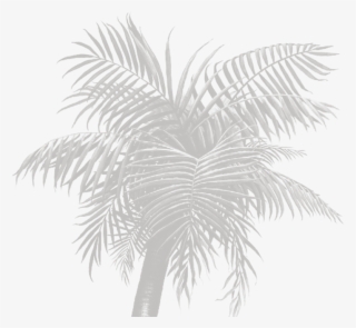 Bg Right Section 2 - Walls Of The Wild Palm Tree Peel #5209683