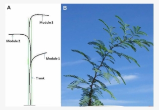 Troll's Tree Model - Pond Pine #5209883