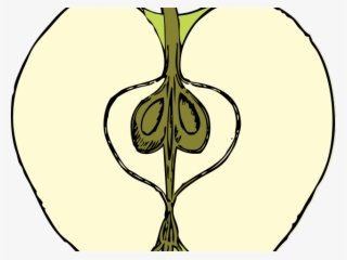 Tree Clipart Cross Section - Dibujo De Manzana Cortada #5210166