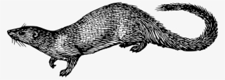 Mongoose-drawing - Mongoose Drawing #5212900