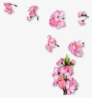 Montesa - - Pink Divider Transparent Cherry Blossom #5213207