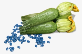 Zucchini Flowers For Sale - Zucchini #5214783