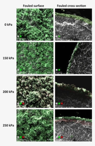 Sem/eds Images Of Membrane Surfaces And Cross Sections - Vmdc - Free ...