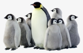 Penguin Png Pic #5224959