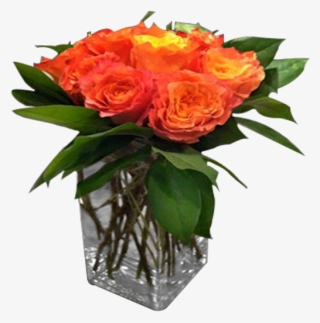 Orange Rose Delight - Garden Roses #5225155