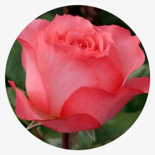 June - Rose - Rose #5225342