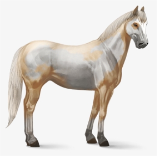 Horse Png Free Image Download - Look After A Horse #5226190