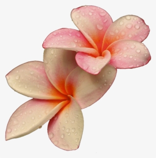 Png Flowers Flower Lovely Rajon - Rare Unique Beautiful Flowers #5226254