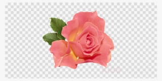 Orange Rose Png Clipart Rose Clip Art - Indian Political Party Symbol Png #5226255