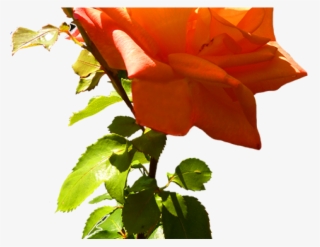 Yellow Rose Clipart Orange Rose - Clip Art #5226306