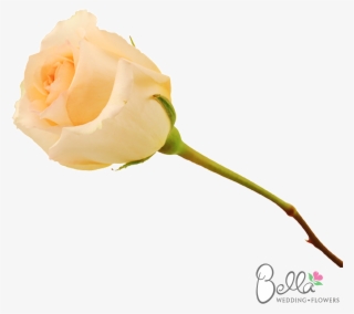 Versilia Are A Gorgeous Variety Of Peach Rose And One - Wedding #5226310