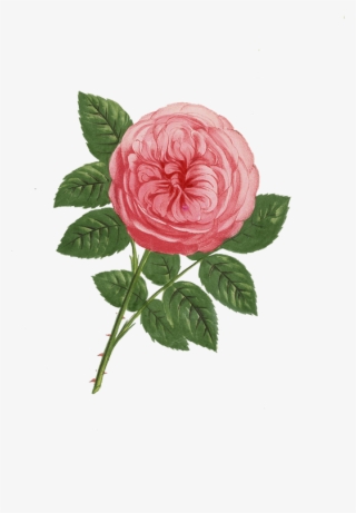 Pin By Lora Wise On Transparent Flowers #5226477