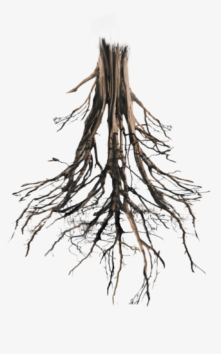 Floating Island, Tree Roots, Peaches, Photoshop, Peach - Tree Roots #5229247
