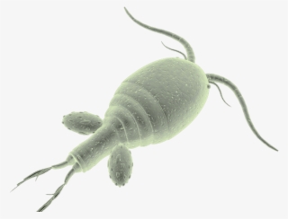 Parasite - Intestinal Parasite Infection #5230474